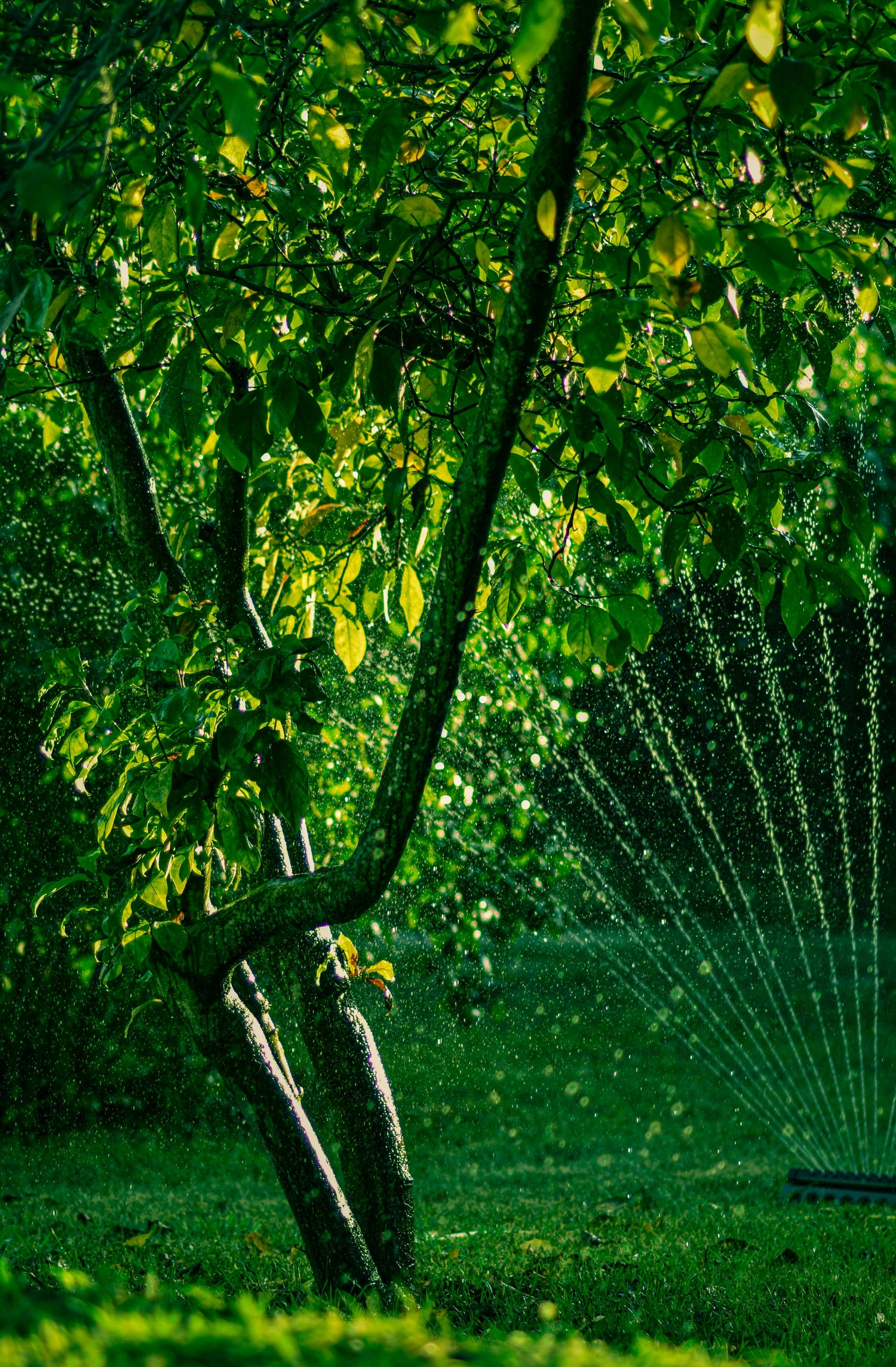 Spruzzatori da prato e giardino