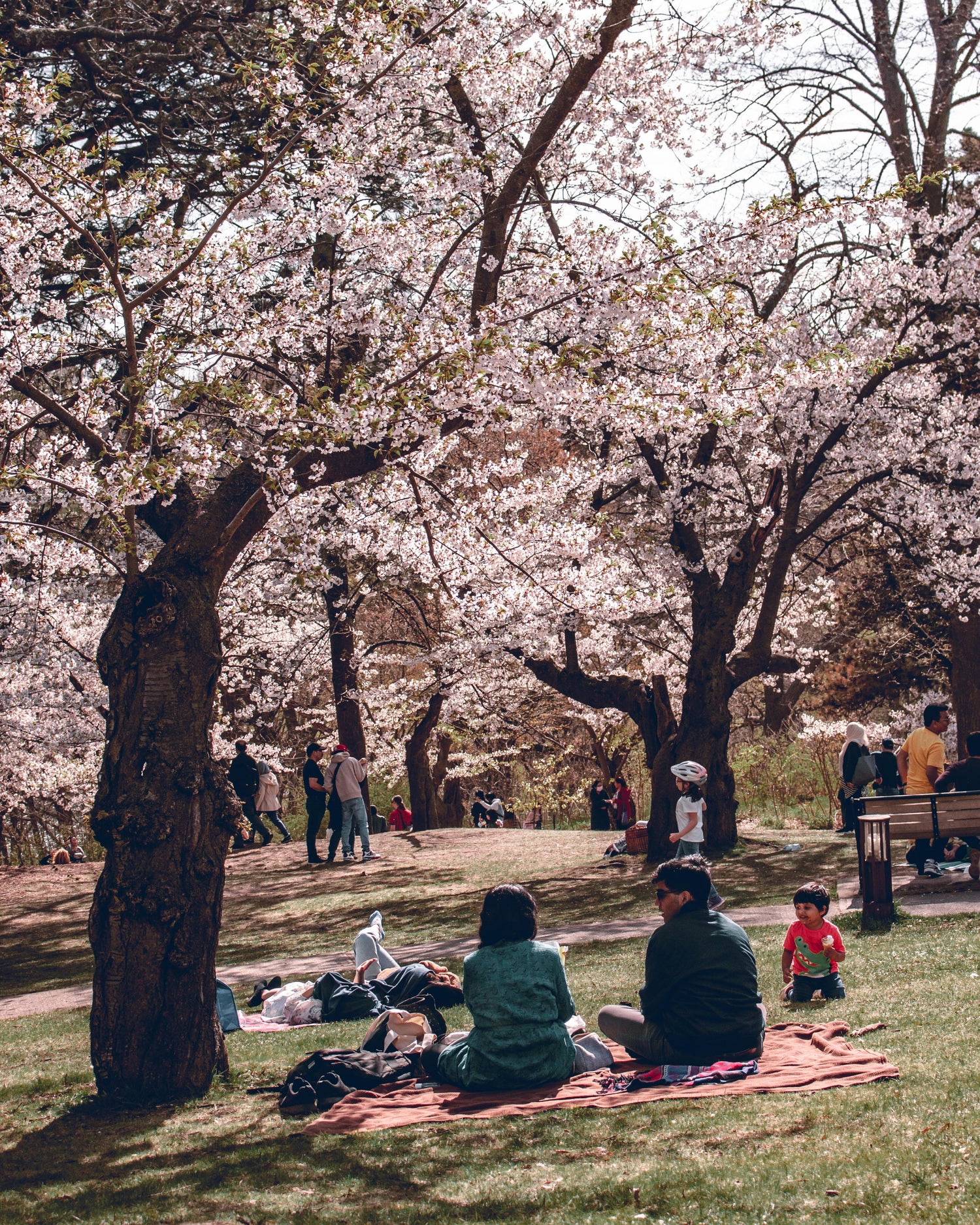 Coperte da picnic