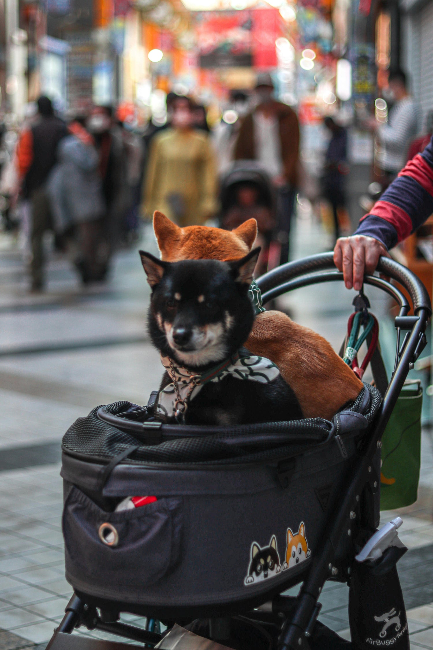 Passeggini per animali domestici