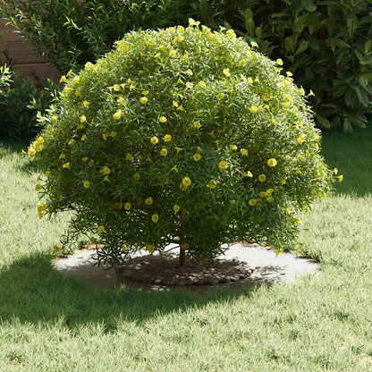 adatto per Anello d'Albero Piatto Bianco Ø30 / 60 cm Acciaio