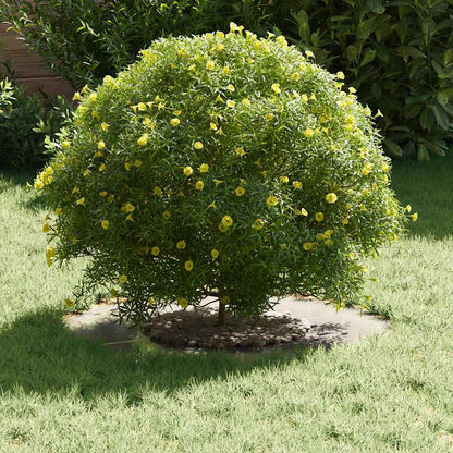 adatto per Anello d'Albero Piatto Argento Ø30 / 60 cm