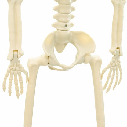 Scheletro di Halloween 2 pcs Bianco 85 cm PVC