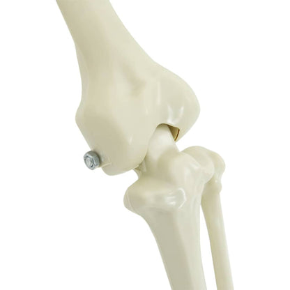 Decorazione Scheletro di Halloween 2 pcs Bianco Polipropilene