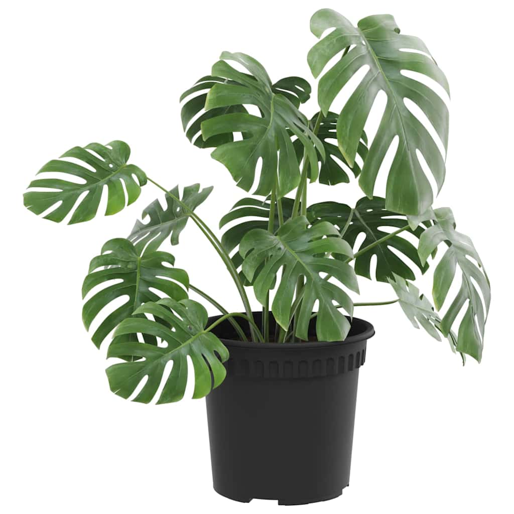 Vaso Rotondo per Fiori 6 pcs Nero Ø 15 x 12 cm Plastica | homemem39