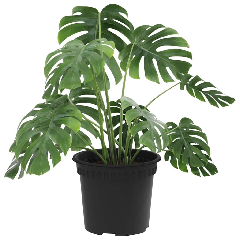 Vaso Rotondo per Fiori 24 pcs Nero Ø 12,5 x 10 cm Plastica